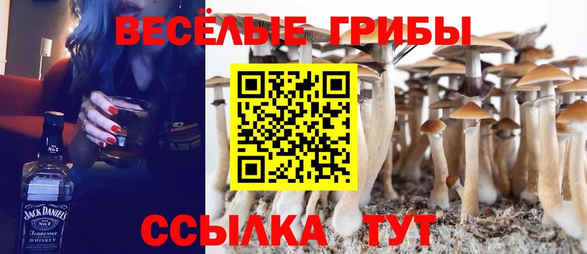 Сокол  Псилоцибиновые грибы прущие грибы  Вход с VPN  Псилоцибиновые грибы GOLDEN TEACHER 